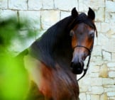 Portrait Of A Beautiful Arabian Stallionphoto By: Dorota Kudyba From Pixabayhttps://Pixabay.com/Photos/Horse-Equine-Head-Portrait-3812093/