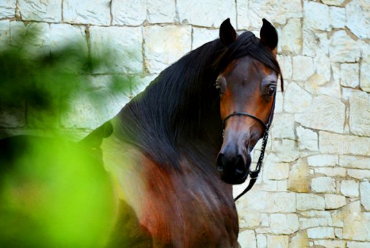 portrait of a beautiful Arabian stallionPhoto by: Dorota Kudyba from Pixabayhttps://pixabay.com/photos/horse-equine-head-portrait-3812093/