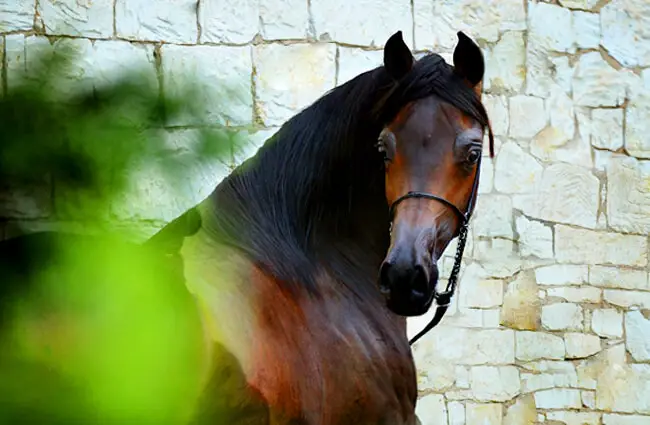 portrait of a beautiful Arabian stallionPhoto by: Dorota Kudyba from Pixabayhttps://pixabay.com/photos/horse-equine-head-portrait-3812093/