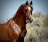 Portrait Of A Stunning Arabian Stallion Photo By: Aislinn Brander From Pixabay Https://Pixabay.com/Photos/Horse-Stallion-Unicorn-Fantasy-4570788/ 