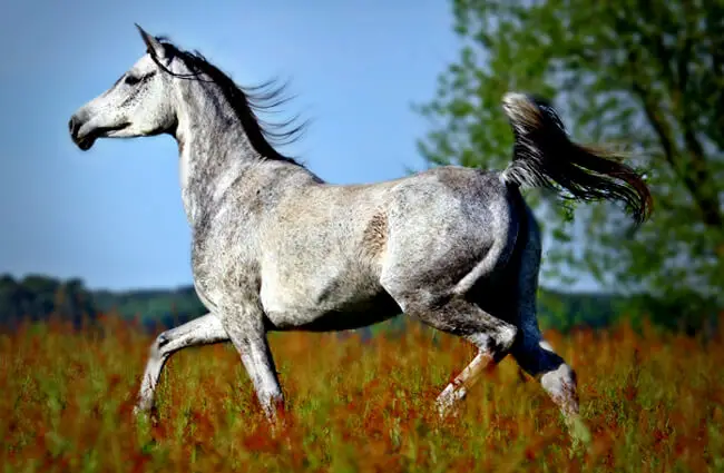 A proud, dapple-grey Arabian mare Photo by: rihaij from Pixabay https://pixabay.com/photos/horse-mold-thoroughbred-arabian-2348766/