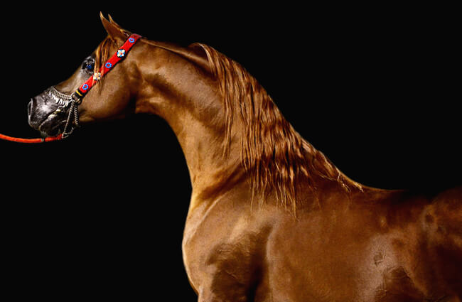Arabian horse posing for a show photo Photo by: saud alrashiad from Pixabay https://pixabay.com/photos/horse-arabian-animal-678734/