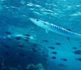 Blackfin Barracudaphoto By: Bernard Duponthttps://Creativecommons.org/Licenses/By-Sa/2.0/