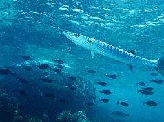 Blackfin BarracudaPhoto by: Bernard DUPONThttps://creativecommons.org/licenses/by-sa/2.0/