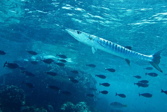 Blackfin BarracudaPhoto by: Bernard DUPONThttps://creativecommons.org/licenses/by-sa/2.0/