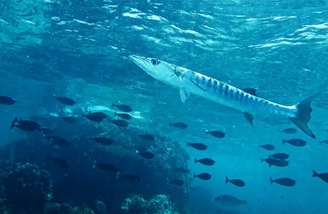 Barracuda - Description, Habitat, Image, Diet, And Interesting Facts