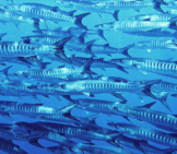 School Of Blackfin Barracudas Photo By: Bernard Dupont Https://Creativecommons.org/Licenses/By-Sa/2.0/ 