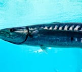 Closeup Of A Barracuda Photo By: Julia Koefender Https://Creativecommons.org/Licenses/By-Sa/2.0/ 