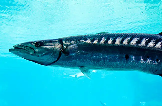 Closeup of a Barracuda Photo by: Julia Koefender https://creativecommons.org/licenses/by-sa/2.0/ 