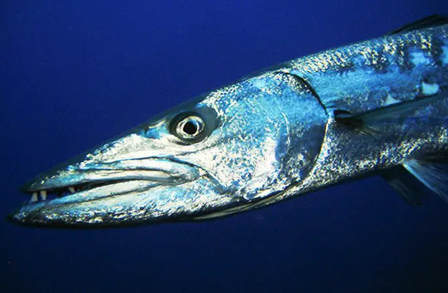 Closeup of a Great Barracuda Photo by: Marc Tarlock https://creativecommons.org/licenses/by-sa/2.0/ 