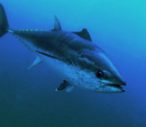 Closeup Of A Bluefin Tuna Photo By: (C) Whitepointer Www.fotosearch.com