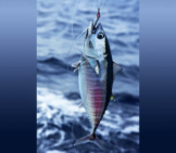 Bluefin Tuna On The Hook Photo By: (C) Lunamarina Www.fotosearch.com