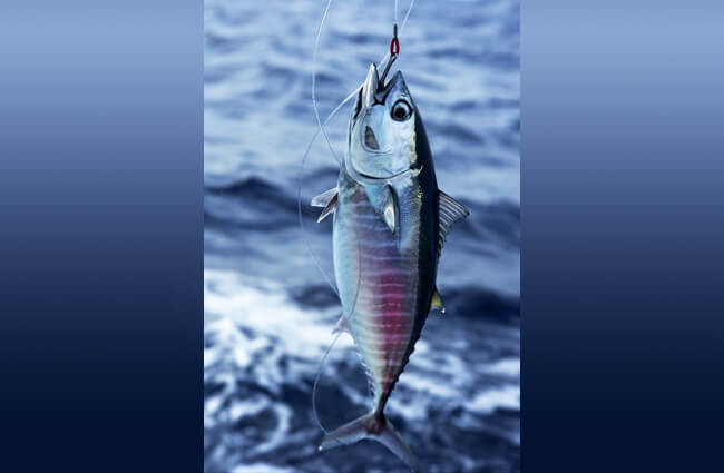 Bluefin Tuna on the hook Photo by: (c) lunamarina www.fotosearch.com