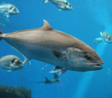 Bluefin Tuna Swimming Underwaterphoto By: (C) Cheekylorns Www.fotosearch.com