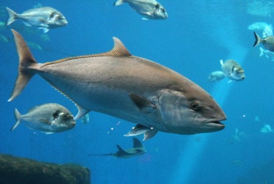 Bluefin Tuna swimming underwaterPhoto by: (c) cheekylorns www.fotosearch.com
