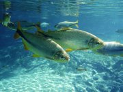 A small school of Bonito off the coast of BrazilPhoto by: David Morimotohttps://creativecommons.org/licenses/by/2.0/