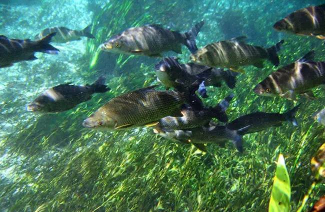 A school of Bonito Photo by: Andre Deak [Public domain] https://creativecommons.org/licenses/by/2.0/ 
