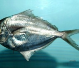 Gulf Butterfish From The Gulf Of Mexico Photo By: Brandi Noble, Noaa Photo Library Https://Creativecommons.org/Licenses/By/2.0/ 