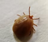 Engorged Female Adult Deer Tick Photo By: Niaid Https://Creativecommons.org/Licenses/By-Sa/2.0/ 