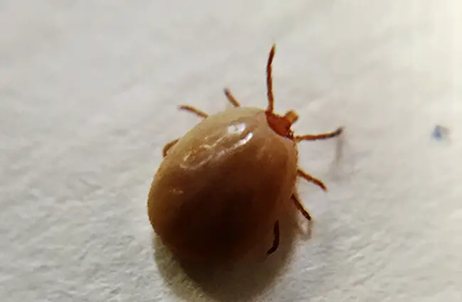 Engorged female adult Deer Tick Photo by: NIAID https://creativecommons.org/licenses/by-sa/2.0/ 