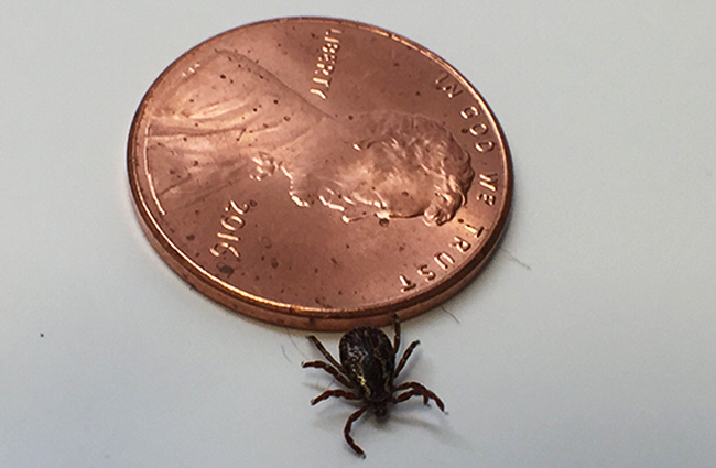 A male adult Dog Tick Photo by: NIAID (National Institute of Allergy and Infectious Diseases) https://creativecommons.org/licenses/by/2.0/ 