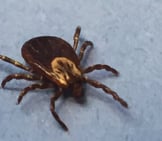 A Female Adult Dog Tick Photo By: Niaid Https://Creativecommons.org/Licenses/By/2.0/ 