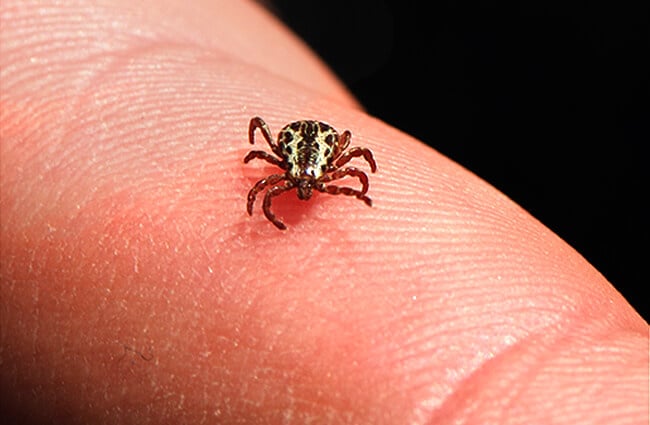 American Dog Tick, hard tick species Photo by: Jerry Kirkhart https://creativecommons.org/licenses/by/2.0/ 