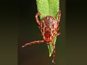 Dog Tick American Dog Tick lying in waitPhoto by: Judy Gallagher CC BY https://creativecommons.org/licenses/by/2.0