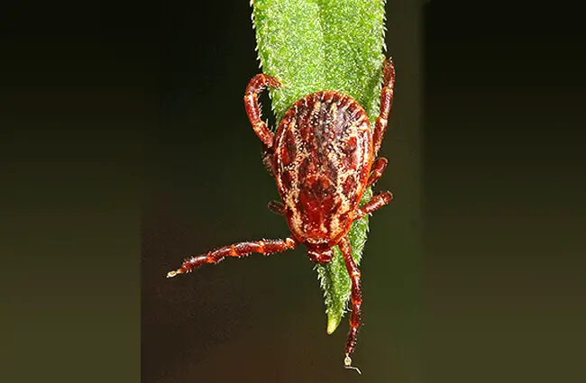 Dog Tick - Description, Habitat, Image, Diet, and Interesting Facts