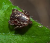 Dog Tick On A Green Leaf Photo By: Xpda Cc By-Sa Https://Creativecommons.org/Licenses/By-Sa/4.0 