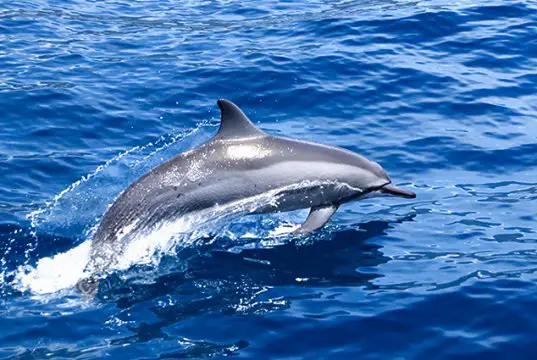DolphinPhoto by: Mark Leehttps://creativecommons.org/licenses/by-nd/2.0/