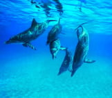 A Pod Of Dolphins Off Key West, Florida Photo By: Jay Ebberly Https://Creativecommons.org/Licenses/By-Nd/2.0/ 