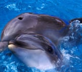 A Pair Of Bottlenose Dolphins At Sea World Photo By: Chad Thomas Https://Creativecommons.org/Licenses/By-Nd/2.0/ 