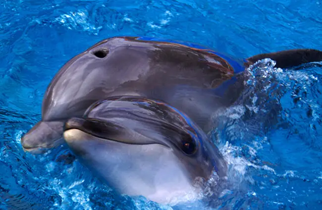 A pair of Bottlenose Dolphins at Sea World Photo by: chad thomas https://creativecommons.org/licenses/by-nd/2.0/ 