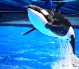 Orca At Seaworld In Orlando Florida Photo By: Chad Sparkes Https://Creativecommons.org/Licenses/By-Nd/2.0/ 