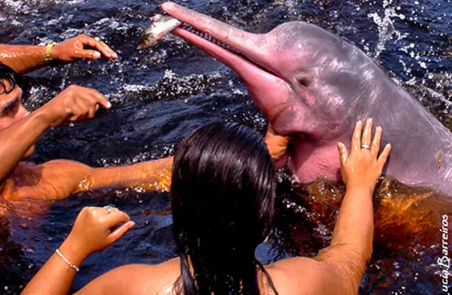 Boto Vermelho, или Розовый дельфин. Фото: Lucia Barreiros da Silva https://creativecommons.org/licenses/by-nd/2.0/
