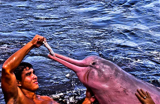 Boto Vermelho Dolphin Фото: Lucia Barreiros da Silva https://creativecommons.org/licenses/by-nd/2.0/