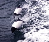 A Pair Of Commerson&#039;S Dolphins Photo By: Ravas51 Https://Creativecommons.org/Licenses/By-Nd/2.0/ 