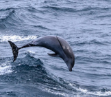A Bottlenose Dolphin Jumping In The Water Photo By: Gregory &Quot;Slobirdr&Quot; Smith Https://Creativecommons.org/Licenses/By-Nd/2.0/ 