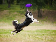 best dog frisbee by: fotosearch.com