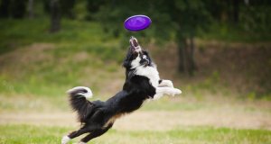 best dog frisbee by: fotosearch.com