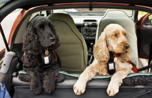 dog car seat cover by: fotosearch.com