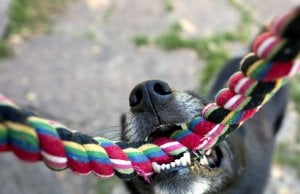 interactive dog toy tug rope by: fotosearch.com