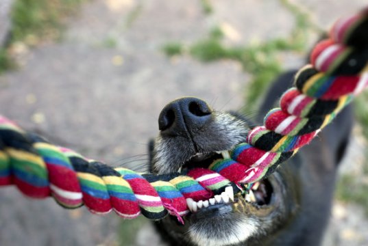 interactive dog toy tug rope by: fotosearch.com