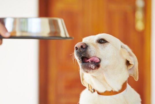 dog bowl by: fotosearch.com