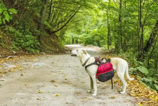 dog backpack by:fotosearch.com