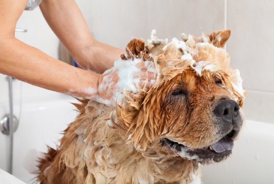 dog shampoo by: Fotosearch.com