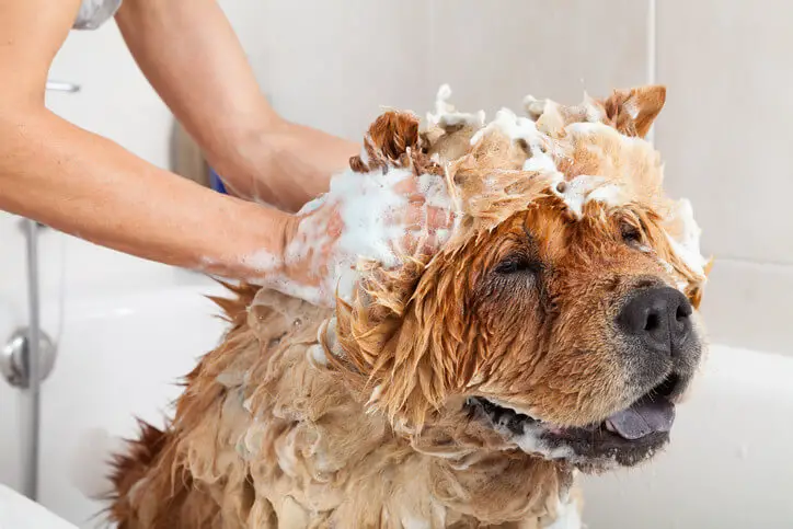 Moosh dog hotsell shampoo review