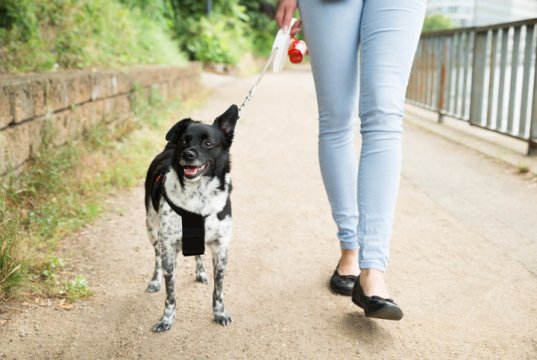 retractable dog leash by: Fotosearch.com
