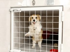 dog gate by: fotosearch.com